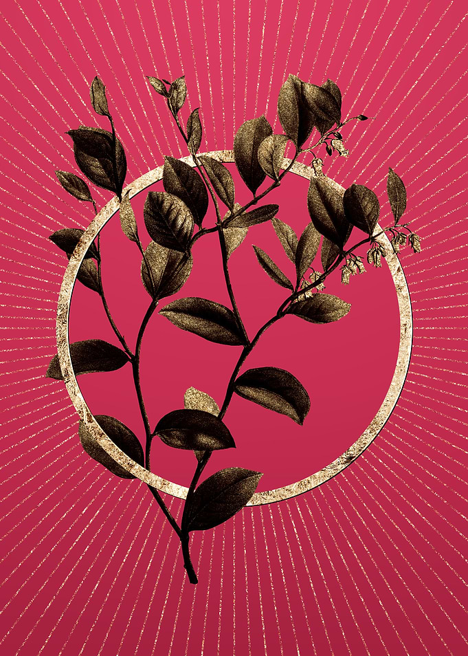 Andromeda Axillaris Bloom