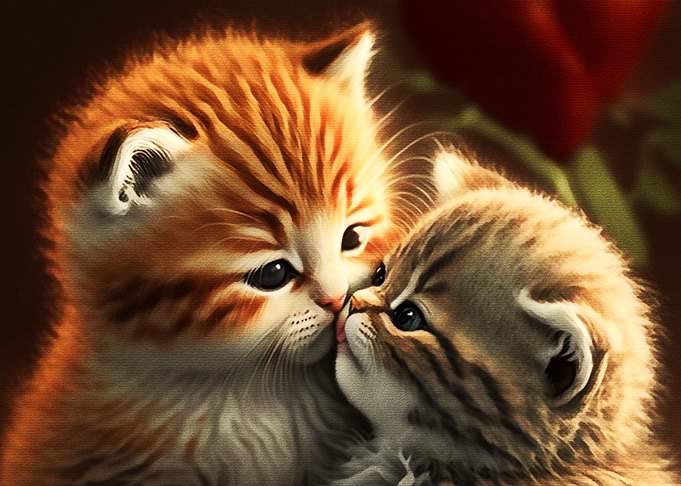 Cute Cat