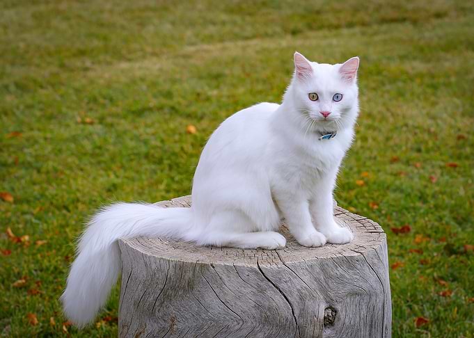 cat
