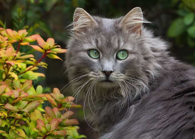cat