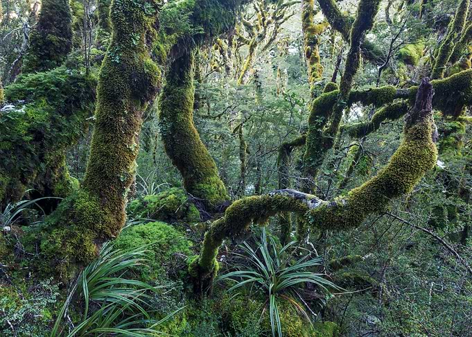 Mossy forest New Zealand