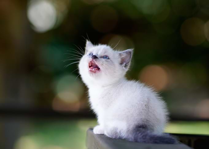 cat