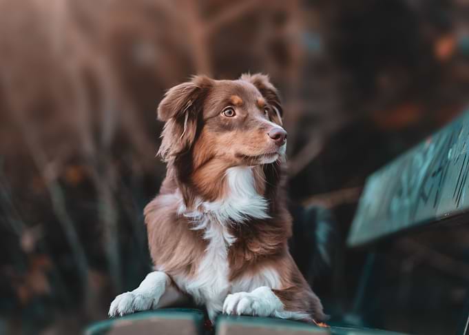 Animal