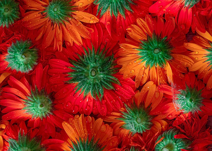 Red flowers