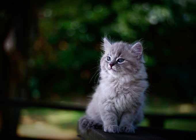 cat