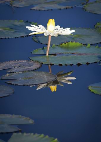 Water lily