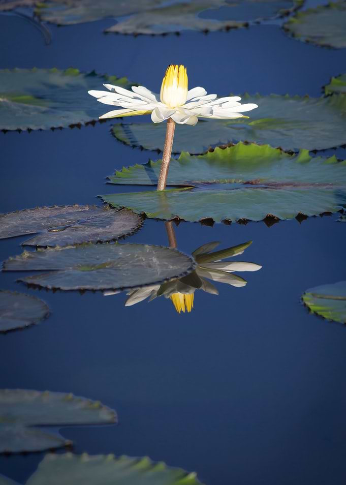 Water lily
