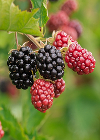 berry