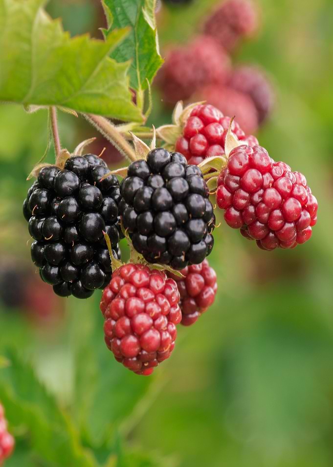 berry