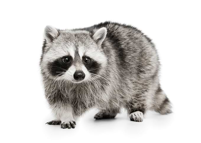 Animal
