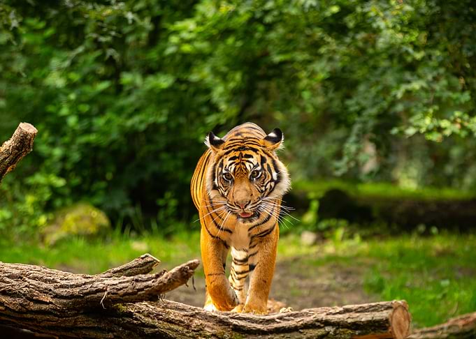 Animal