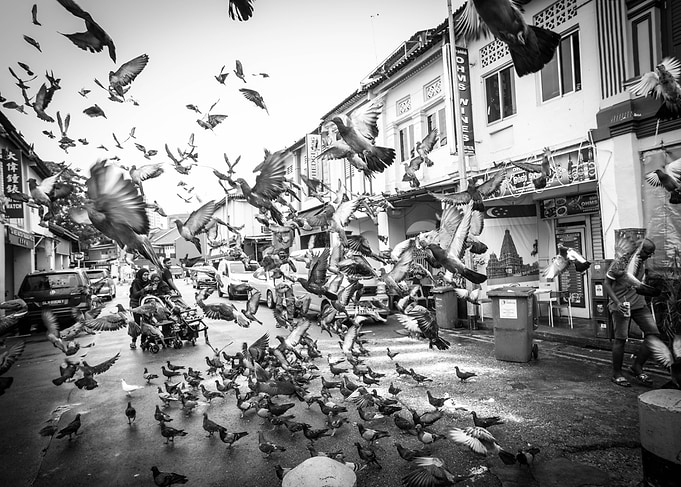 The Birds