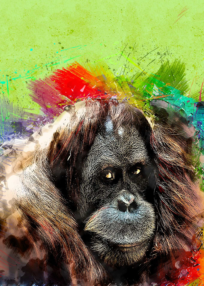 Orangutan 225