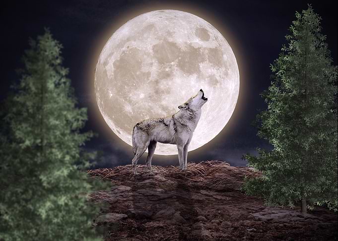 Wolf howling at the moon