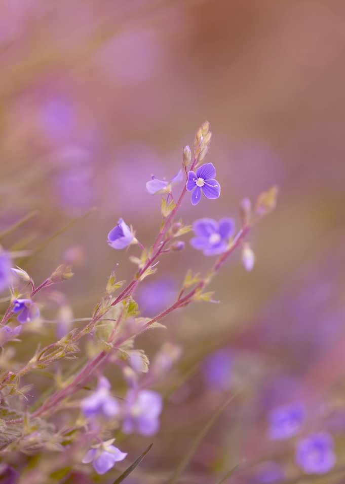 Violet small flowers