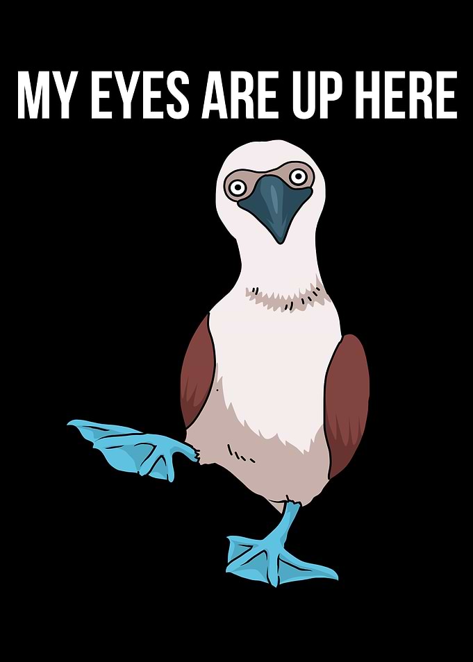Blue Footed Boobie Bird