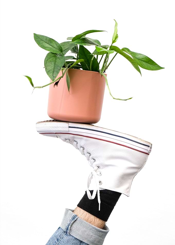 Shoe