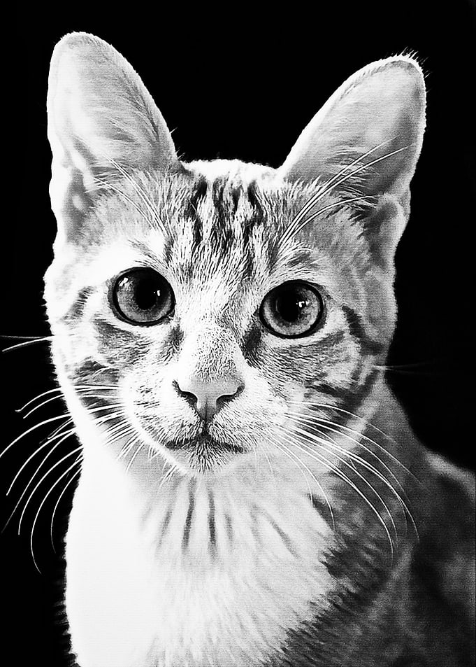 White Cat