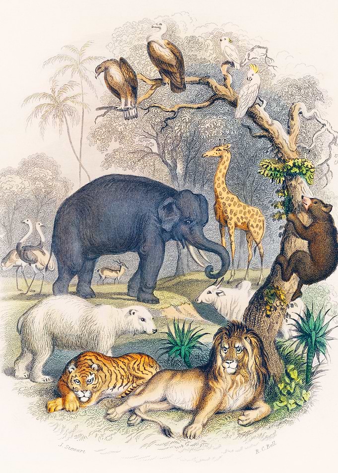 Animal