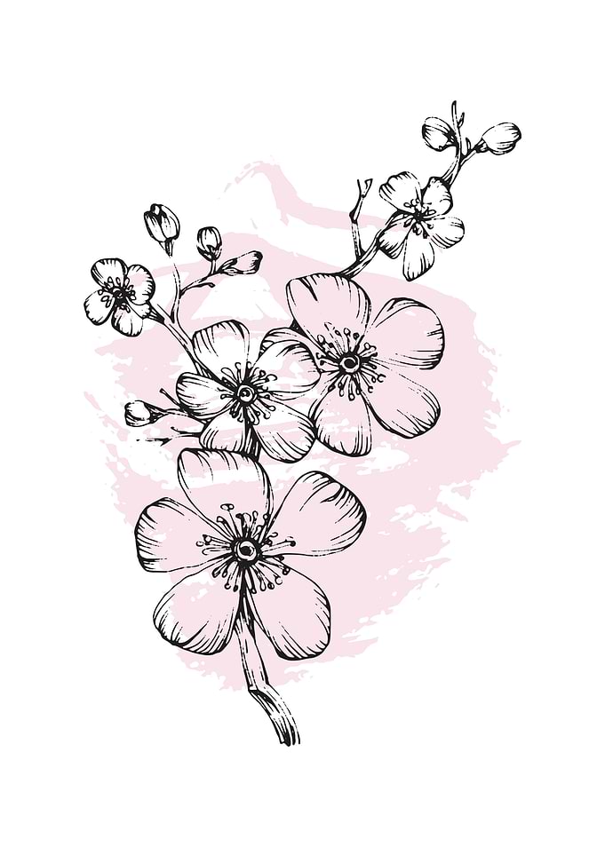 Sakura Botanical