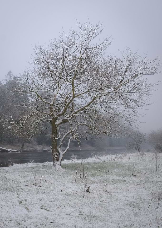 Lonely tree in winter