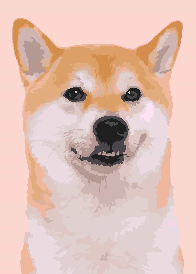 Cut Japanese Shiba