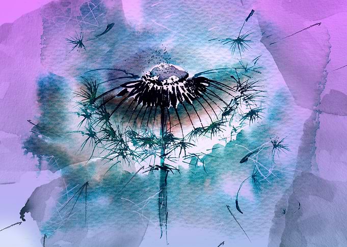 Dandelion flower
