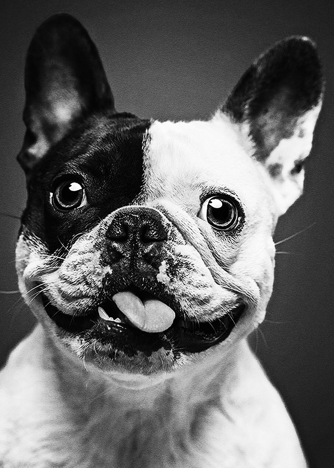 Funny Dog