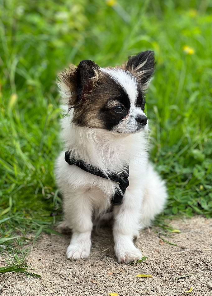 small dog