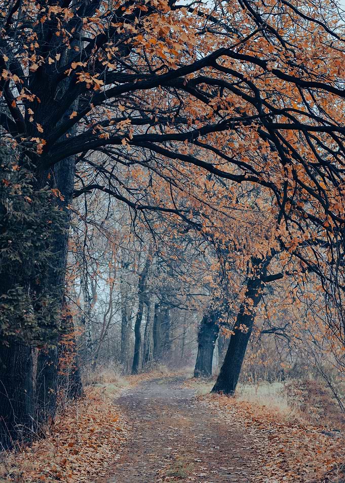 Autumn travel to forest