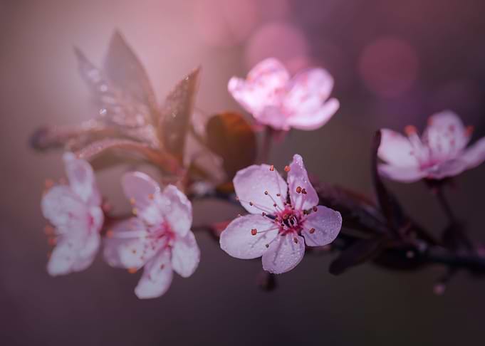Pink Cherry blossom, macro