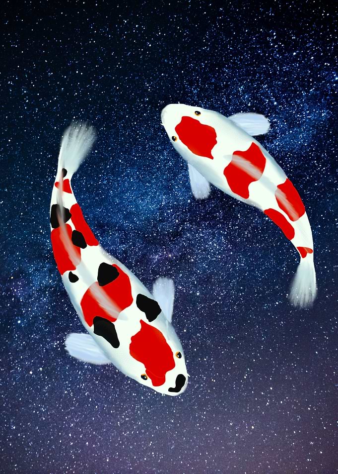 Koi Fish