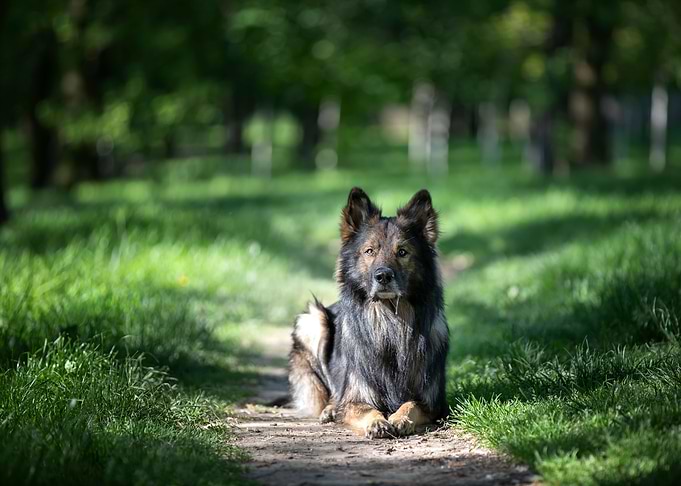 German Shepherd in forest