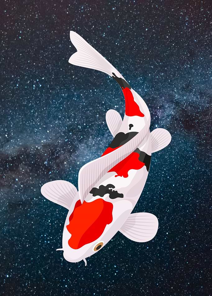 Koi Fish