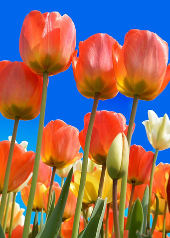 tulips orange