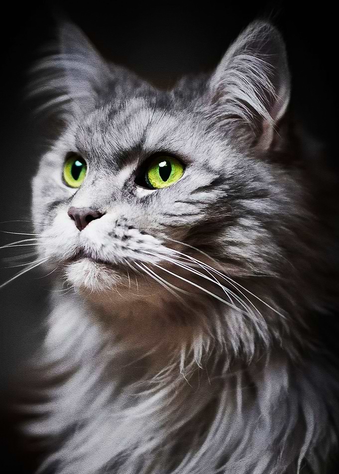 White Cat