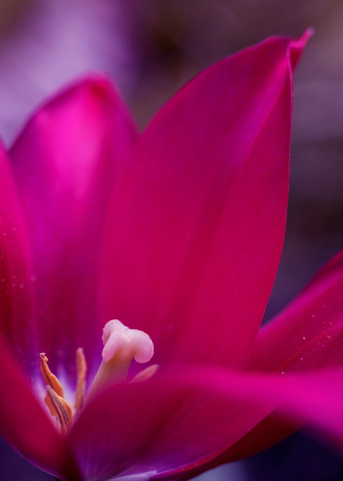 Inside of a pink tulip