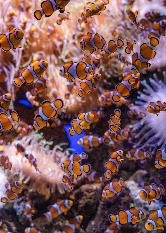 Lots of clown fish