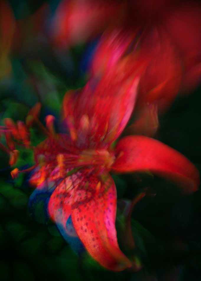 Dark lily