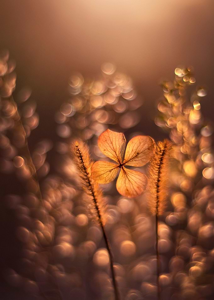 Autumn impression