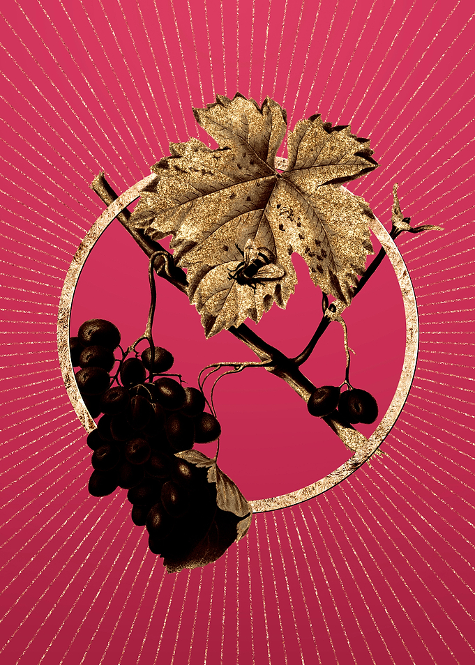 Viva Magenta Barbera Grape