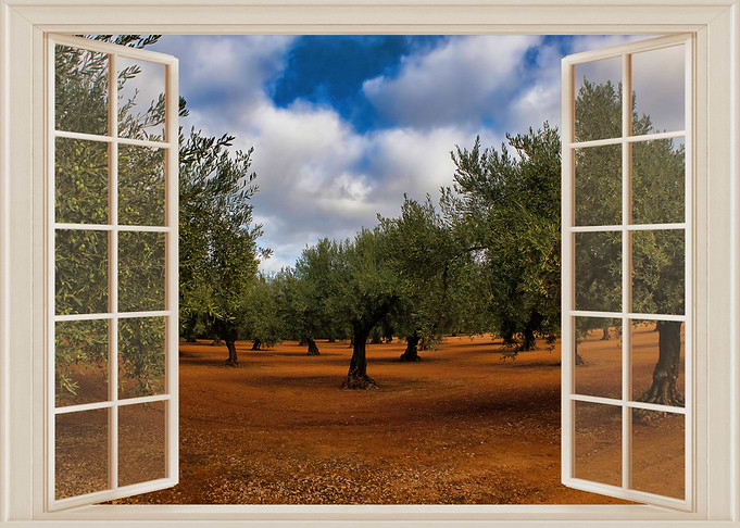 Open window olives view