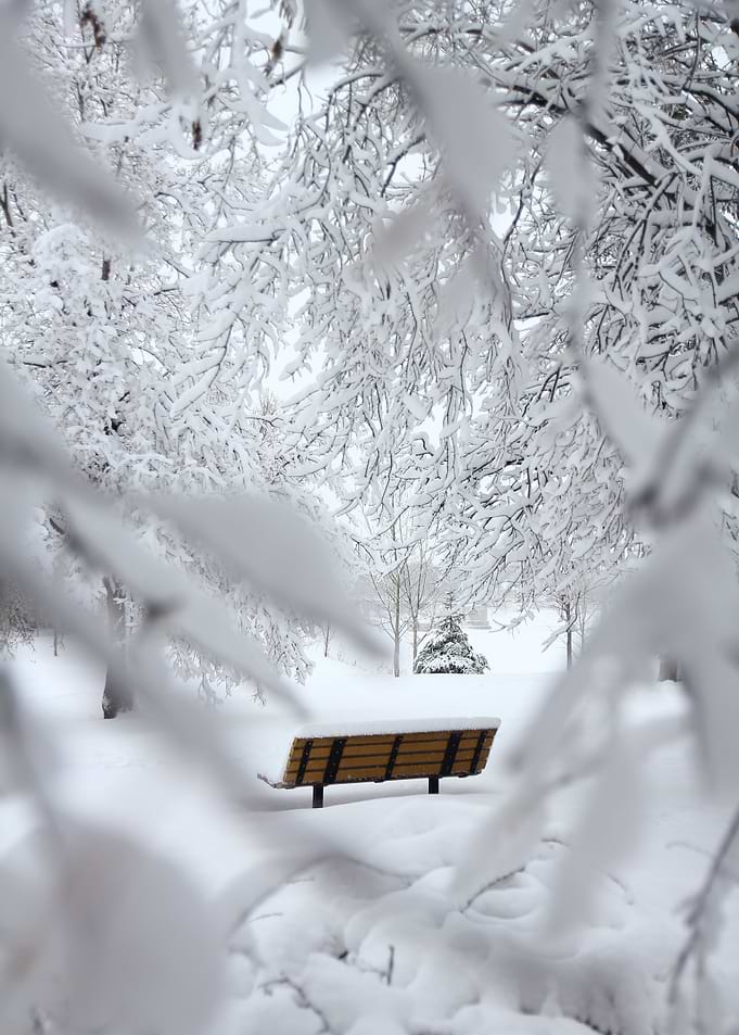 Snowy Bench
