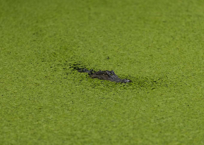 American alligator