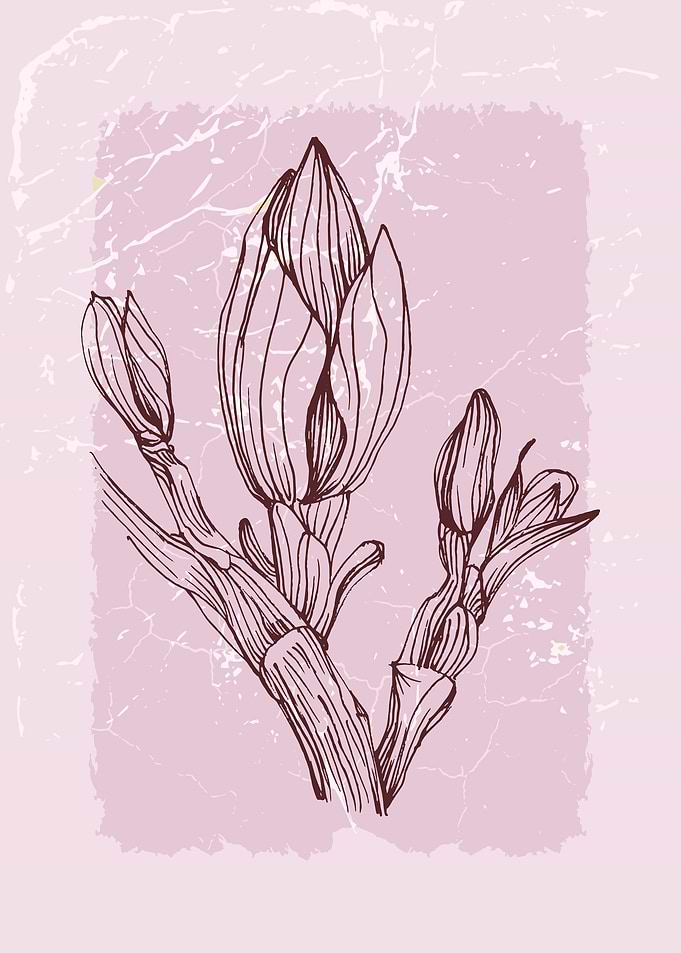 Magnolia Minimalist