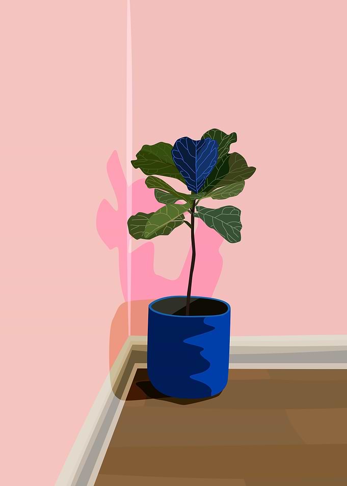 Ficus Fiddle Leaf Pink