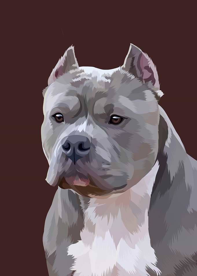 Pitbull