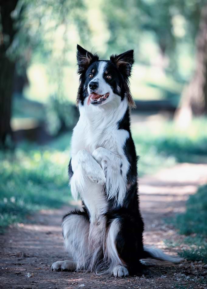 Border collie in forest