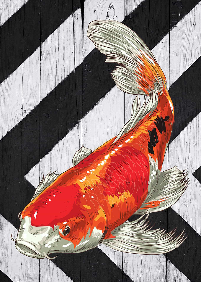 Koi Fish