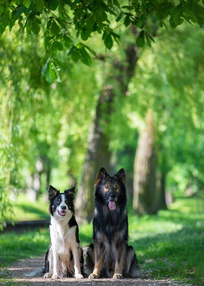 Purebred dogs in forest